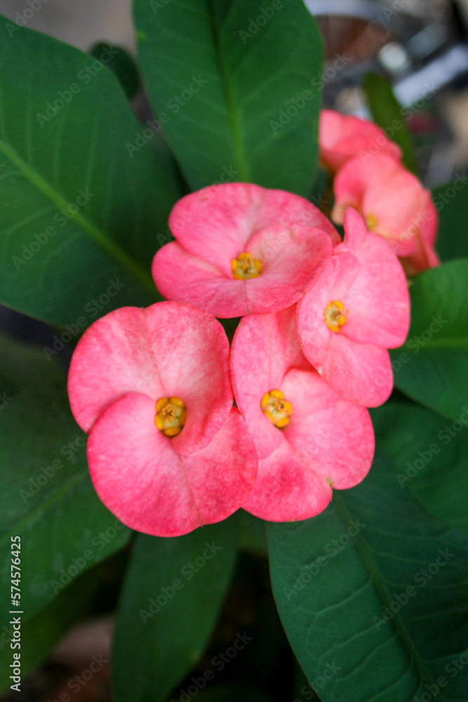 Naklejka premium Pink Poi Sian flower blooming in the garden