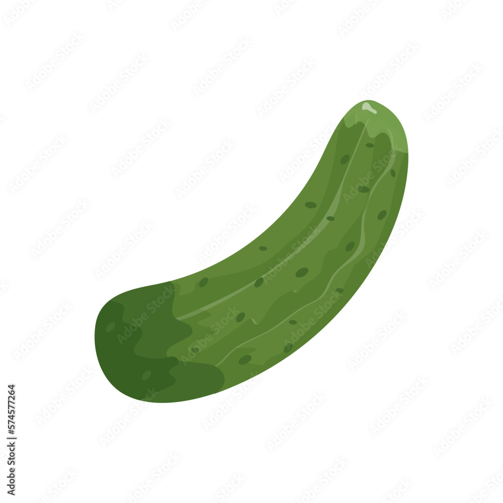 Vector illustration of cucumber isolated on white background. Green pickled cucumber