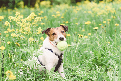 Dog wearing anti tick collar safely walking among spring flowers in tall grass.