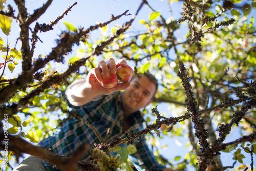 Man picking apples on tree photo