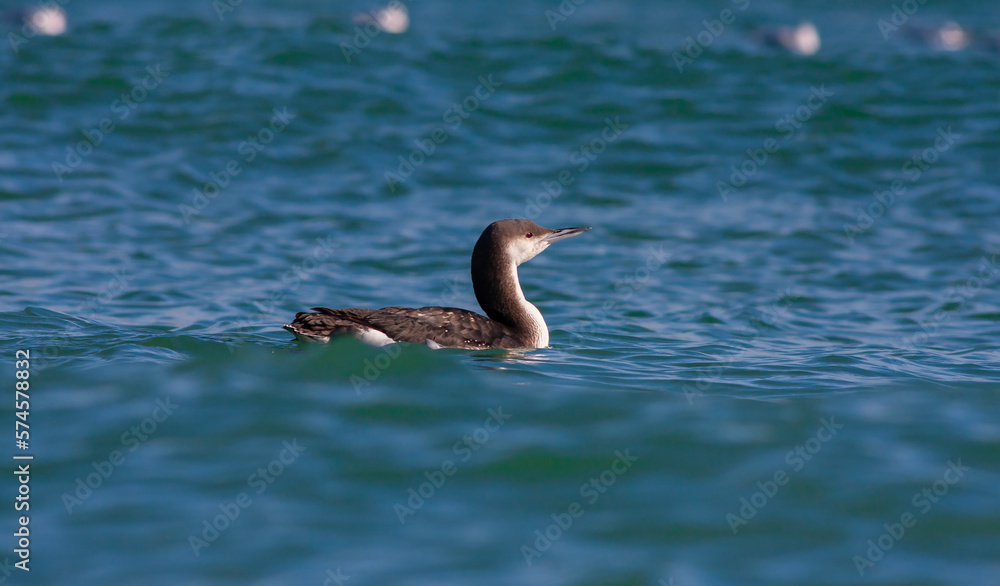 large waterfowl in its natural habitat, Black-throated Loon, Gavia arctica large waterfowl in its natural habitat, Black-throated Loon, Gavia arctica