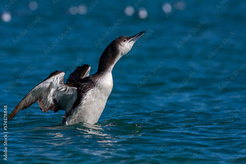 Obraz premium large waterfowl in its natural habitat, Black-throated Loon, Gavia arctica 