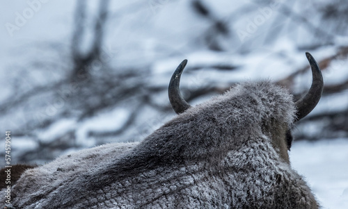 Close up of European bison (Bison bonasus), Armenis, Caras-Severin, Romania photo