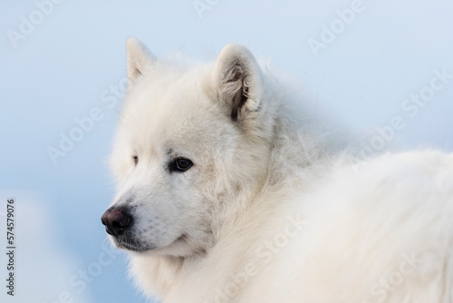 Photograph of white dog