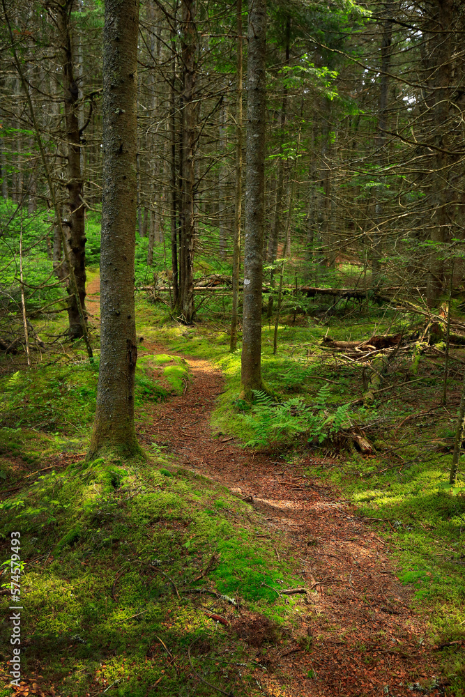 Green mossy forest of Saint Regis Canoe Area, New York, USA Green mossy forest of Saint Regis Canoe Area, New York, USA