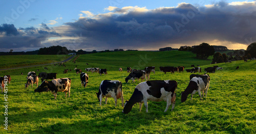 Tasmanian Cattle Grazing In Northwestern Tasmania