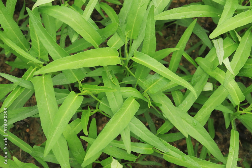 Green water spinach plants in growth at vegetable garden, vegetable in southeast asia, indonesia and China
Green water spinach plants in growth at vegetable garden, vegetable in southeast asia, indonesia and China