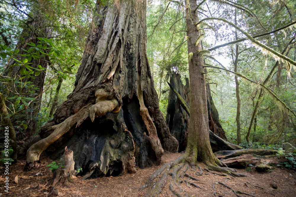Lady Bird Johnson Trail in California Redwoods National Park, California, USA Lady Bird Johnson Trail in California Redwoods National Park, California, USA