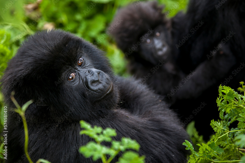 Mountain gorillas in the jungle of Rwanda's Virunga Mountains. Mountain gorillas in the jungle of Rwanda's Virunga Mountains.
