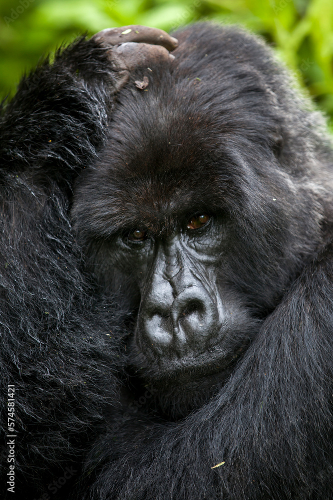 Silverback mountain gorilla in the jungle of Rwanda's Virunga Mountains. Silverback mountain gorilla in the jungle of Rwanda's Virunga Mountains.