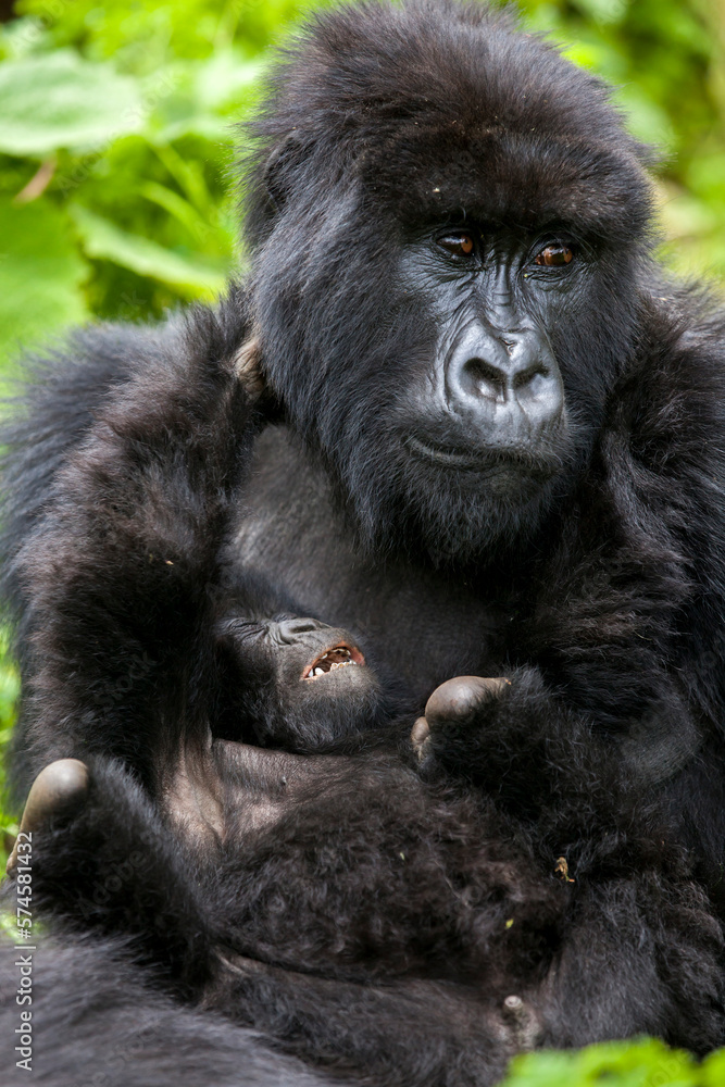 Mother gorilla with her infant in the jungle of Rwanda's Virunga Mountains. Mother gorilla with her infant in the jungle of Rwanda's Virunga Mountains.