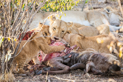 Lioness and her cubs eating kill in Maasai Mara, Kenya photo