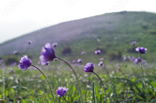 Wildflowers bloom along the Chumash Trail in Malibu, California. photo