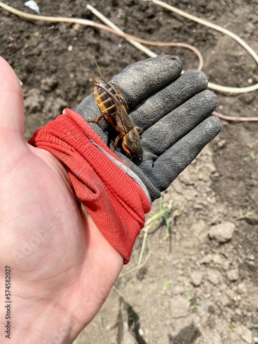 Mole cricket