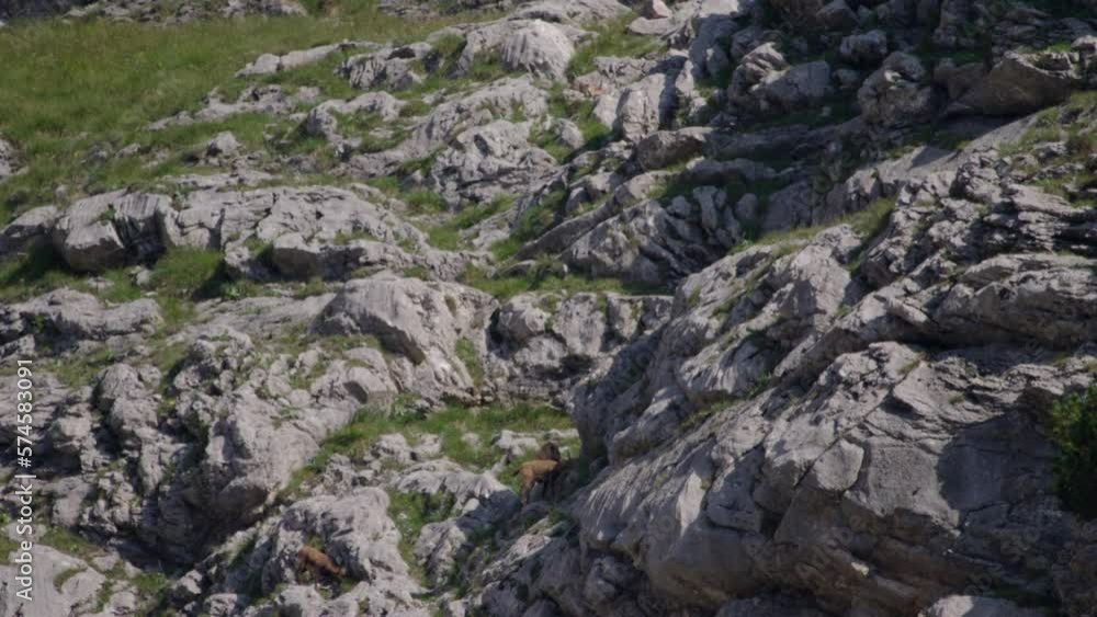 Herd of Chamois walking, grazing and climbing high up in the mountains. (4K) Herd of Chamois walking, grazing and climbing high up in the mountains. (4K)