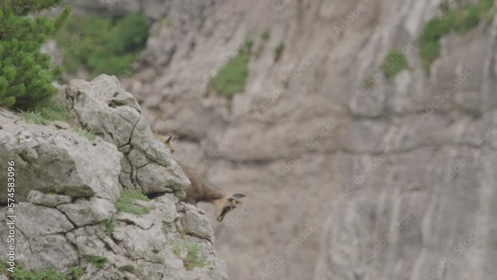 Close up: Chamois Cubs climbing on up a rock high up in the mountains. (4K) Close up: Chamois Cubs climbing on up a rock high up in the mountains. (4K)