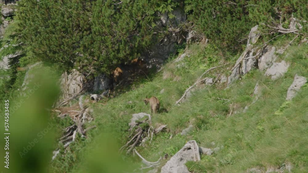 Herd of Chamois walking and grazing high up in the mountains. (4K) Herd of Chamois walking and grazing high up in the mountains. (4K)