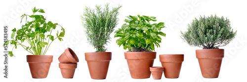 Φωτογραφία potted of aromatic plants in terra cotta pot on white background