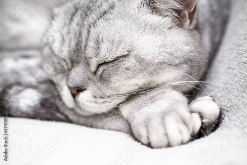 scottish straight cat is sleeping. Close-up of the muzzle of a sleeping cat with closed eyes. Against the backdrop of a light blanket. Favorite pets, cat food.