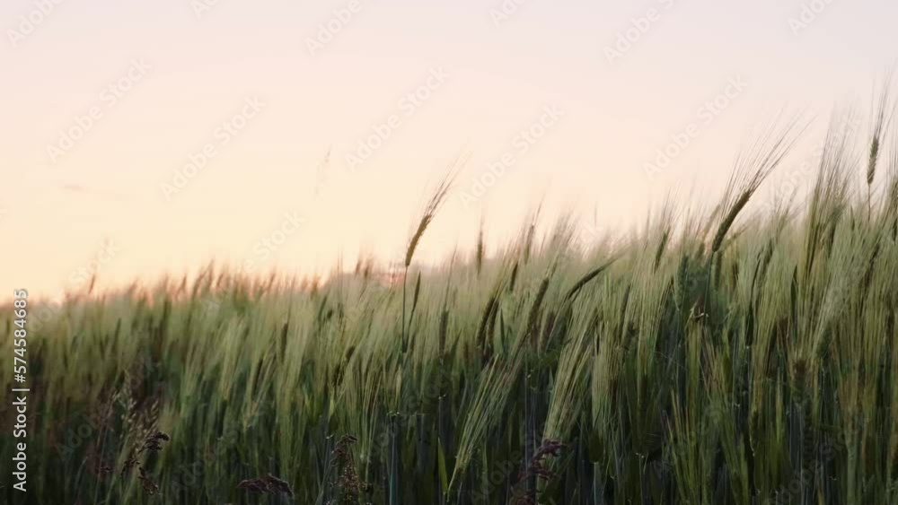 Field of wheat in morning sun rays. Sunrise on the agriculture field. The field of cereal in the summer. Green , unripe wheat ears Field of wheat in morning sun rays. Sunrise on the agriculture field. The field of cereal in the summer. Green , unripe wheat ears