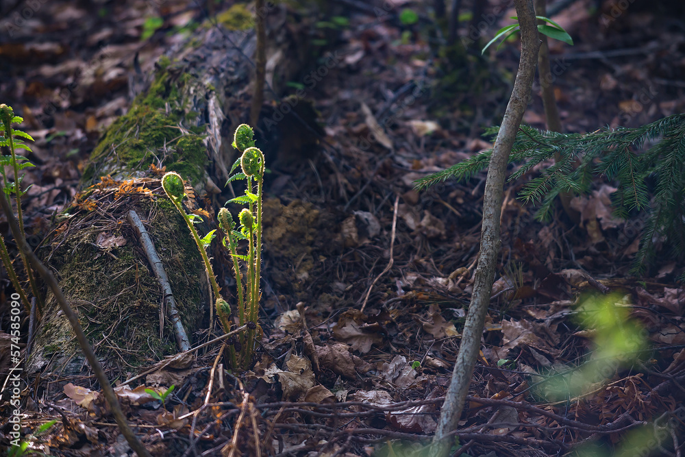 early spring in the forest, the awakening of nature. Close-up shoots of plants in spring through the fallen leaves of trees early spring in the forest, the awakening of nature. Close-up shoots of plants in spring through the fallen leaves of trees