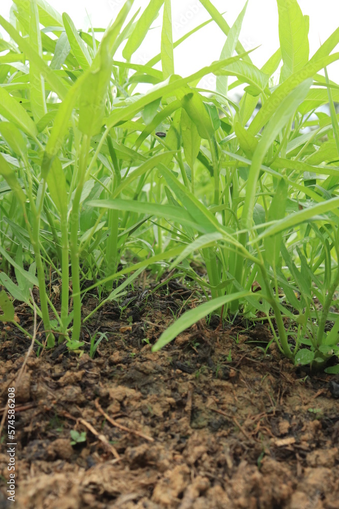 Green water spinach plants in growth at vegetable garden, vegetable in southeast asia, indonesia and China 

