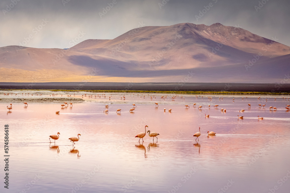 Laguna colorada, Red lake, with Flamingos and Volcanic landscape, Andes, Bolivia