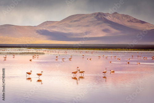 Obraz na płótnie Laguna colorada, Red lake, with Flamingos and Volcanic landscape, Andes, Bolivia w salonie