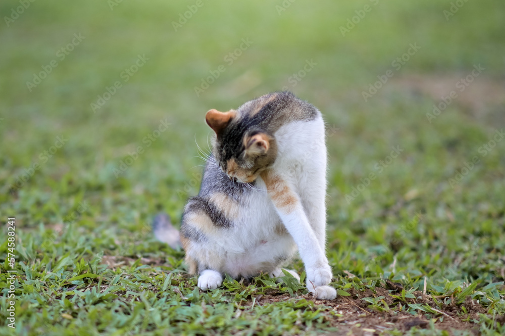 Fototapeta premium Tabby cat sitting outdoors in nature on the grass watching the garden 