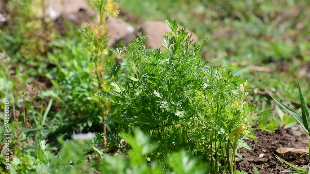 Coriander plant leaf growing in the garden. Green coriander leaves vegetable for food ingredients Coriander plant leaf growing in the garden. Green coriander leaves vegetable for food ingredients