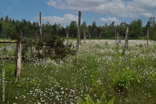 Wollgrasblüte im Wurzacher Ried photo