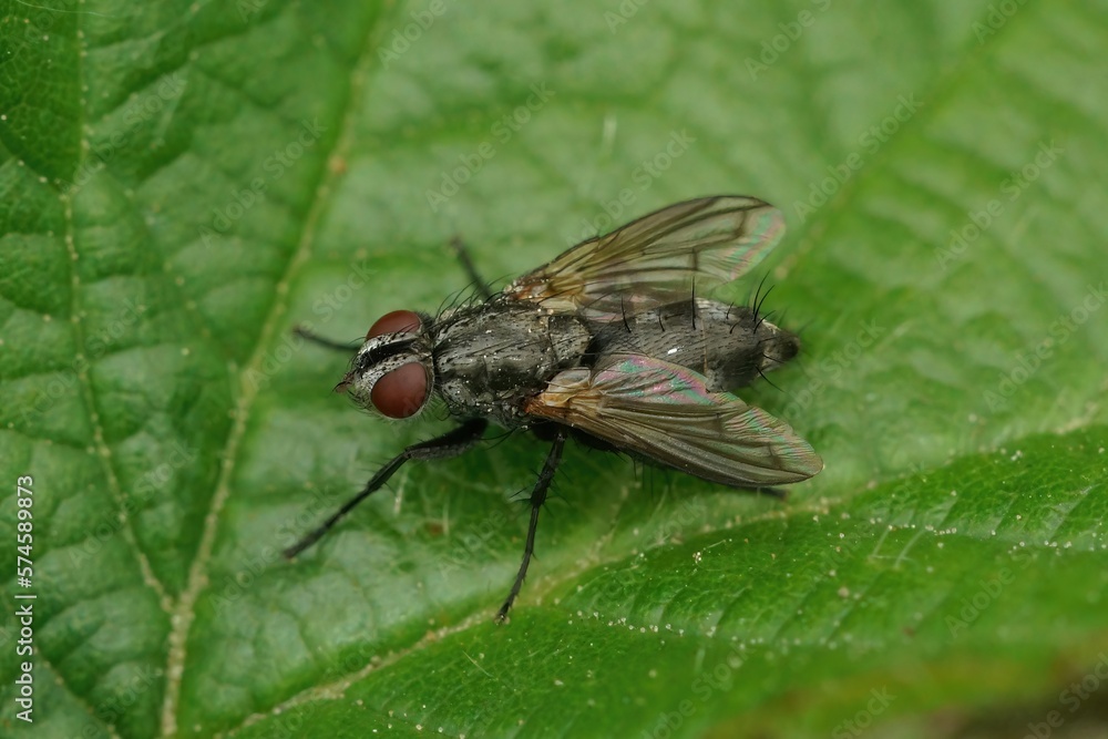 Closeup on a hairy European Tachinid fly Phorocera obscura sitting on a green leaf Closeup on a hairy European Tachinid fly Phorocera obscura sitting on a green leaf