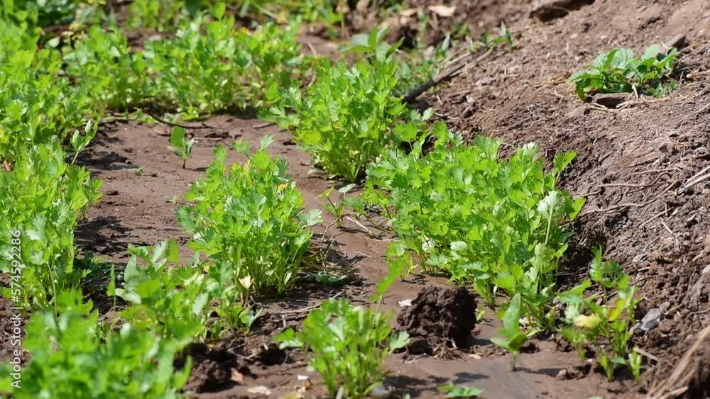 Coriander plant leaf growing in the garden. Green coriander leaves vegetable for food ingredients Coriander plant leaf growing in the garden. Green coriander leaves vegetable for food ingredients