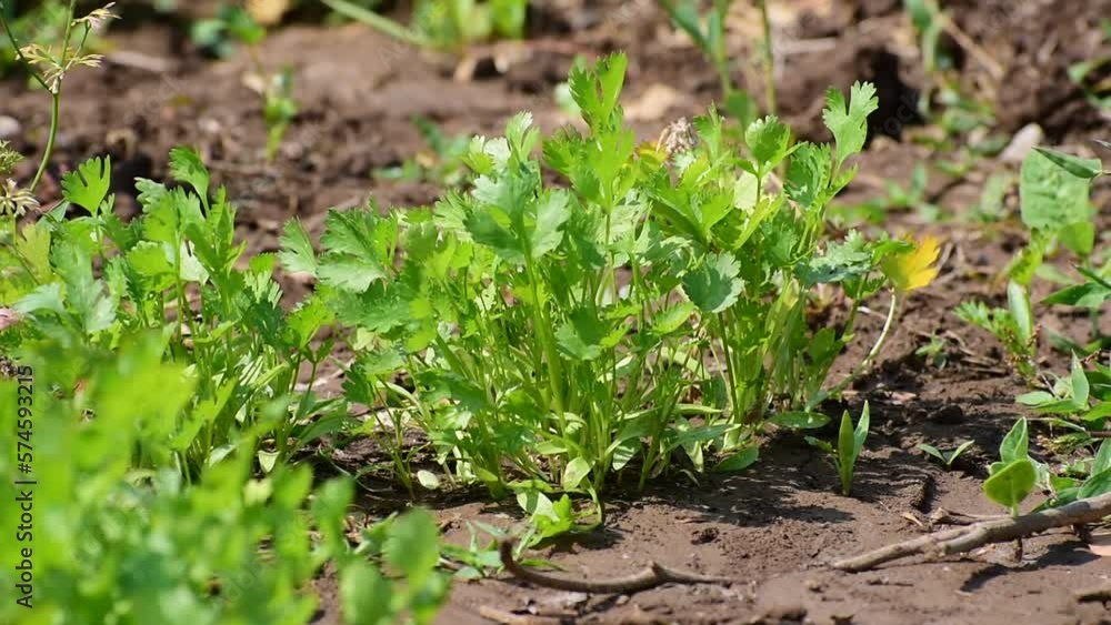 Coriander plant leaf growing in the garden. Green coriander leaves vegetable for food ingredients Coriander plant leaf growing in the garden. Green coriander leaves vegetable for food ingredients