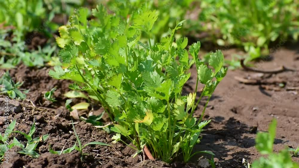 Coriander plant leaf growing in the garden. Green coriander leaves vegetable for food ingredients Coriander plant leaf growing in the garden. Green coriander leaves vegetable for food ingredients