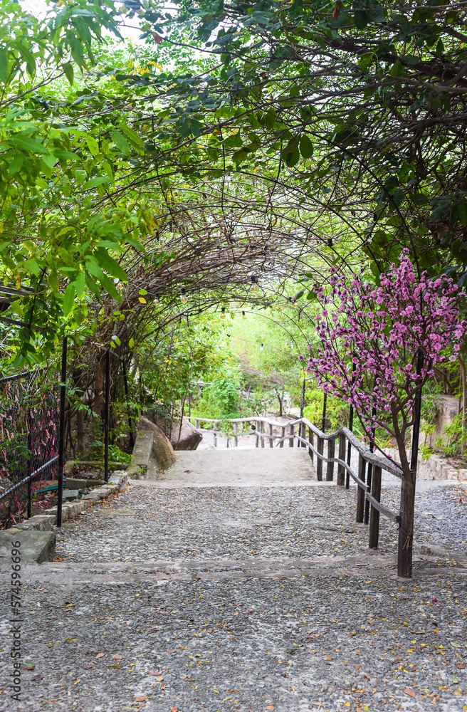 Entrance and stairs with blooming sakura tree in spring in Vietnam