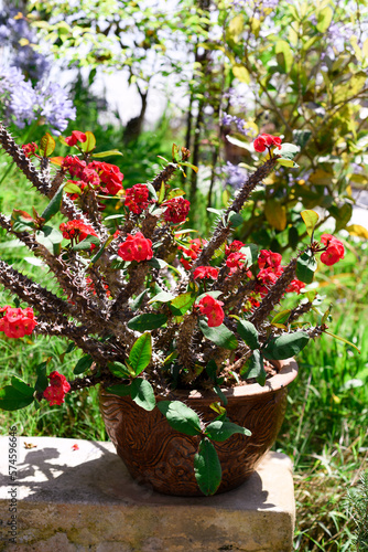 Euphorbia milii, the crown of thorns, Christ plant, or Christ thorn growing in Vietnam