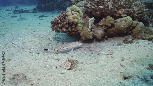 Sandperch fish lies on the sandy bottom next to the coral reef, slow motion. Camera moving forwards approaching Speckled Sandperch or Blacktail grubfish (Parapercis hexophtalma) lying on the sand photo