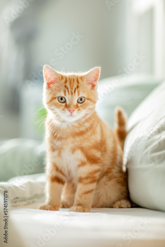 jung kleine rote Katze im Schlafzimmer, liegt im Bett und wartet auf seinen Menschen