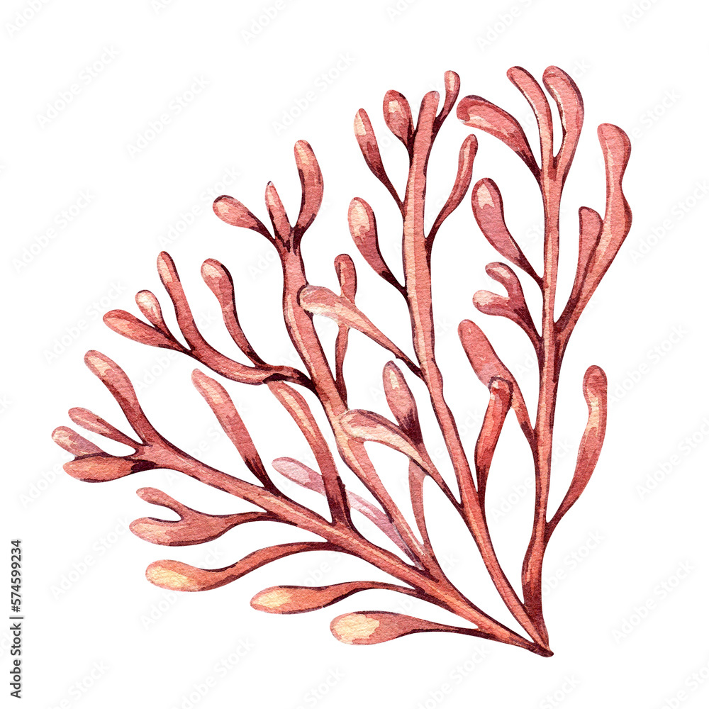 Sea plant watercolor illustration isolated on white background. Single pink agar agar seaweed, phyllophora hand drawn. Design element for package, label, advertising, wrapping, marine collection. Sea plant watercolor illustration isolated on white background. Single pink agar agar seaweed, phyllophora hand drawn. Design element for package, label, advertising, wrapping, marine collection.