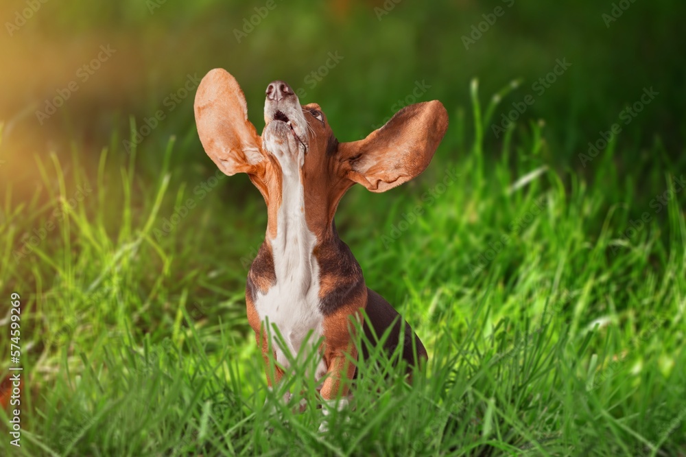 Obraz premium cute young smart dog pet posing