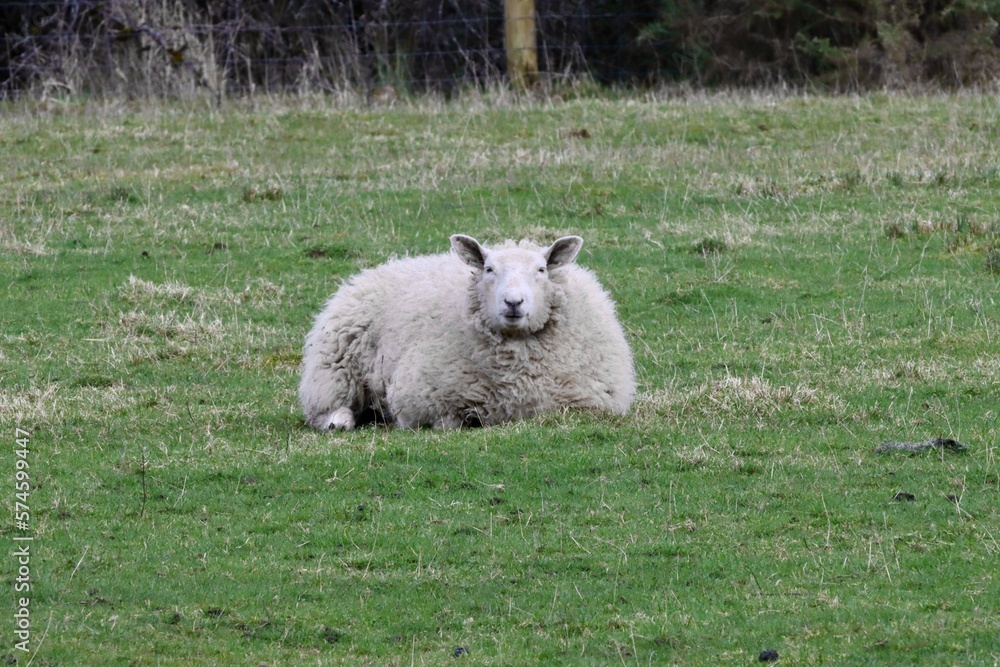 Obraz premium sheep in the field staring at camera