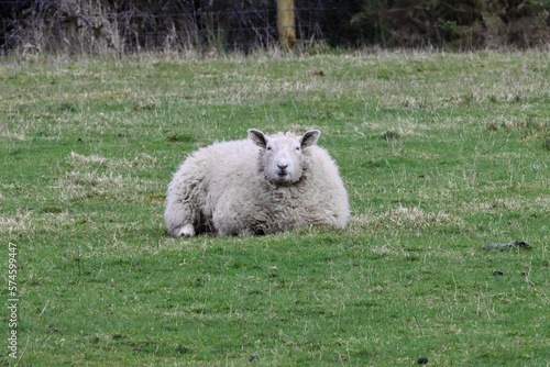 sheep in the field staring at camera