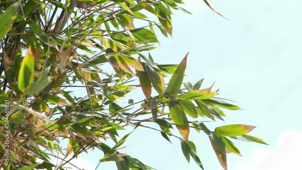 Slomo of tree leaves swaying in wind against bright sky. Close up Slomo of tree leaves swaying in wind against bright sky. Close up