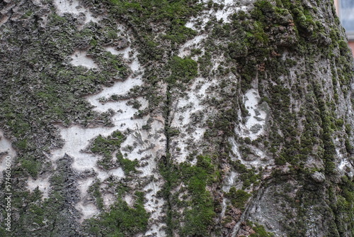 Greenish grey bark of silver poplar with moss and lichen