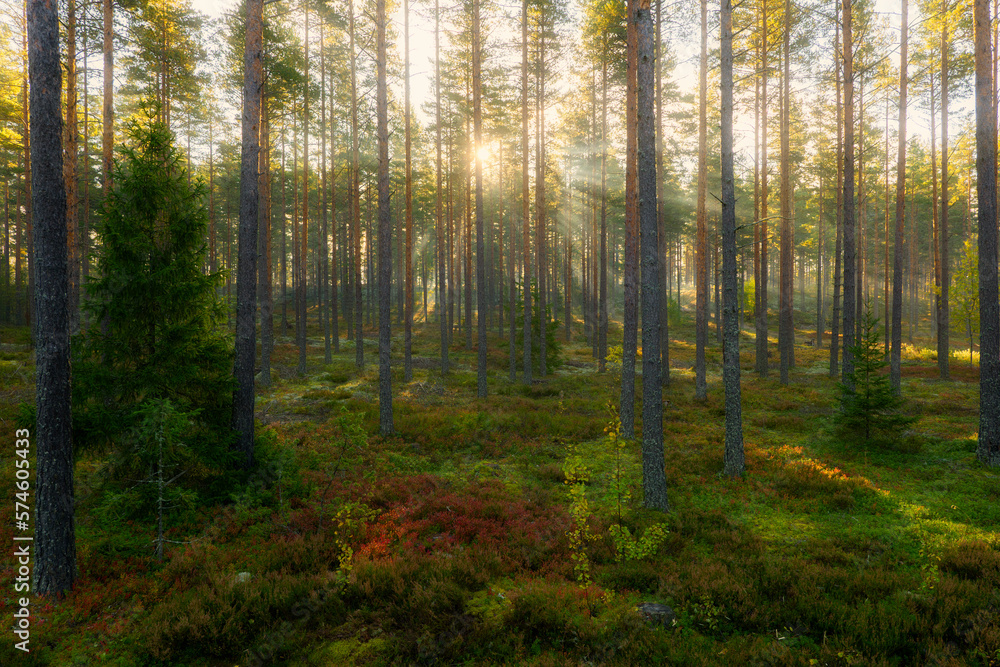 Forest landscape in sunrise. Forest therapy and stress relief. Forest landscape in sunrise. Forest therapy and stress relief.