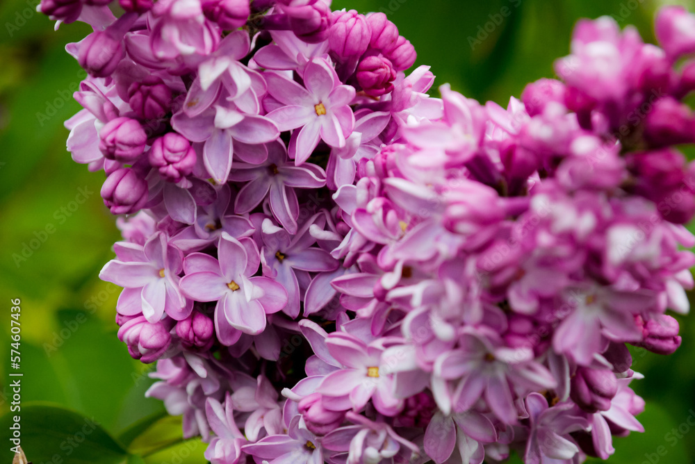 Spring, summer in nature, natural landscape. Flowering trees and shrubs. Lilac flowers and pumouri. Spring flowers in the trees, colorful flowers, Spring, summer in nature, natural landscape. Flowering trees and shrubs. Lilac flowers and pumouri. Spring flowers in the trees, colorful flowers,