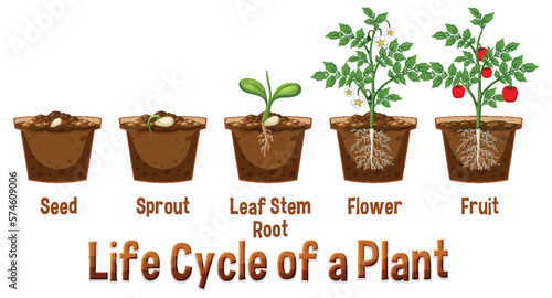 Life cycle of a plant diagram
