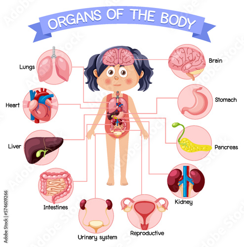 Internal organs of the body for kids
