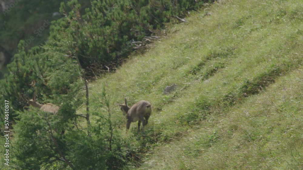 Slow Motion shot of a Chamois mother with cub walking over a mountain meadow. (4K) Slow Motion shot of a Chamois mother with cub walking over a mountain meadow. (4K)